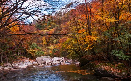 光雾山红叶-四川旅游-重庆中青旅