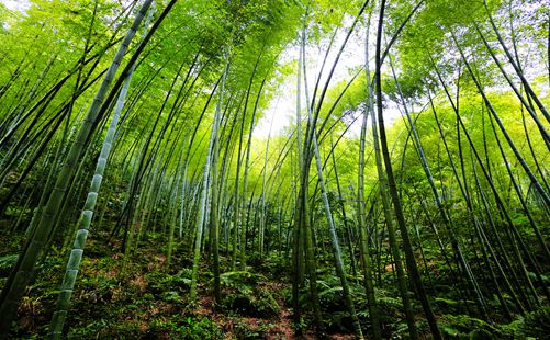 蜀南竹海-四川旅游-重庆中青旅