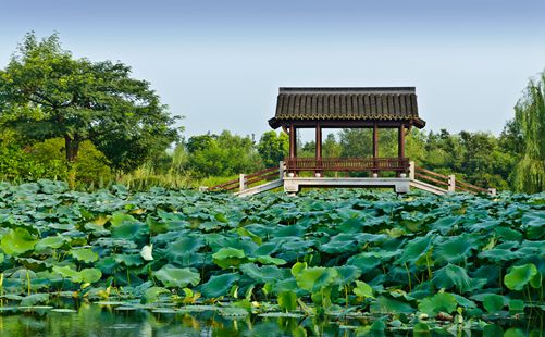 西溪湿地风景-重庆中青旅