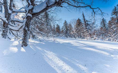 雪景