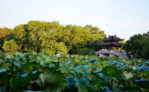 荷花-天津旅游-重庆中青旅